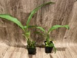 Lycaste cruenta x virginalis (3.5” pot) - Image 3