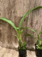 Lycaste cruenta x virginalis (3.5” pot) - Image 4