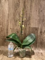 Double Spikes Phalaenopsis OX Red Seasame (4.5" pot) - Image 4