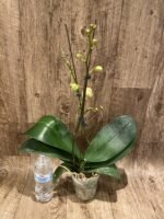 Double Spikes Phalaenopsis OX Red Seasame (4.5" pot) - Image 5