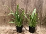In Spike Miltoniopsis Breathless ’Good Woman’ (3.5” Pot) - Image 2