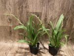 In Spike Miltoniopsis Breathless ’Good Woman’ (3.5” Pot) - Image 3