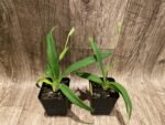 IN SPIKE - Rare Phrag. besseae flavum x Anthony Omeis (3.5" pot) - Image 3