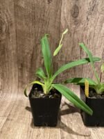 IN SPIKE - Rare Phrag. besseae flavum x Anthony Omeis (3.5" pot) - Image 4