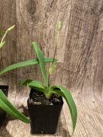 IN SPIKE - Rare Phrag. besseae flavum x Anthony Omeis (3.5" pot) - Image 5
