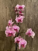 In Spike Phalaenopsis I-Hsin Seasame (4.5" pot) - Image 4