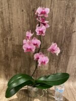 In Spike Phalaenopsis I-Hsin Seasame (4.5" pot) - Image 6