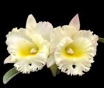 In Sheath Cattleya Rlc. Siam White 'The Best' (5” pot)