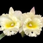 In Sheath Cattleya Rlc. Siam White 'The Best' (5” pot)