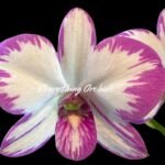Dendrobium Enobi Purple ‘Splash’ (3.5” pot)