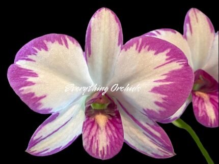 Dendrobium Enobi Purple ‘Splash’ (3.5” pot)