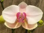 Double Spike Phalaenopsis I-Hsin Dreamland (4.5" pot) - Image 3