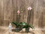 Double Spike Phalaenopsis I-Hsin Dreamland (4.5" pot) - Image 4