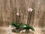 Double Spike Phalaenopsis I-Hsin Dreamland (4.5" pot) - Image 5