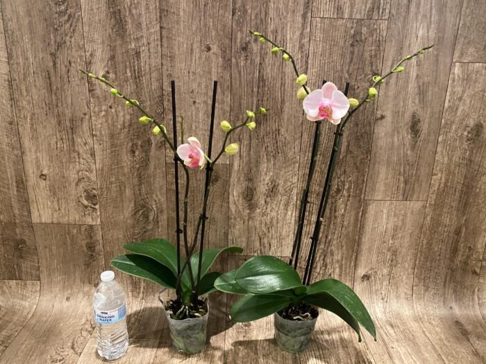 Double Spike Phalaenopsis I-Hsin Dreamland (4.5" pot) - Image 5