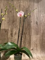 Double Spike Phalaenopsis I-Hsin Dreamland (4.5" pot) - Image 7