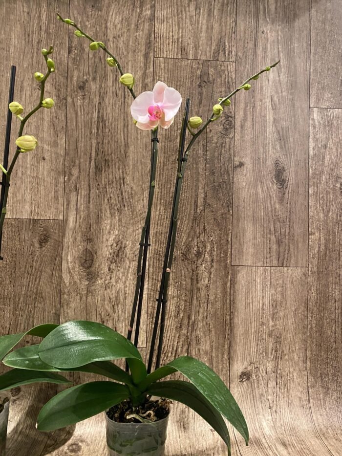 Double Spike Phalaenopsis I-Hsin Dreamland (4.5" pot) - Image 7