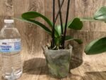 Double Spike Phalaenopsis I-Hsin Dreamland (4.5" pot) - Image 8