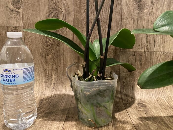 Double Spike Phalaenopsis I-Hsin Dreamland (4.5" pot) - Image 8