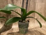 Double Spike Phalaenopsis I-Hsin Dreamland (4.5" pot) - Image 9