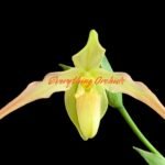 In Spike - Phragmipedium longifolium alba x Karame (4.5” pot)