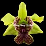 Dendrobium Green Flash (Andree Millar x convolutum) (3.5” pot)