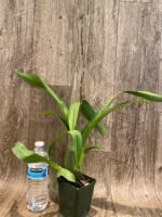 In Spike Arthurara Sea Snake ‘Unforgettable’ (3.5” pot) - Image 7