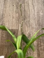 In Spike Arthurara Sea Snake ‘Unforgettable’ (3.5” pot) - Image 9