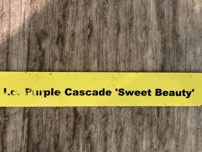 In Sheath Lc. Purple Cascade 'Sweet Beauty' (3.5” Pot) - Image 6