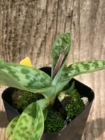 In Spike/ Bud Paph. appletonianum x sib ‘Fox Valley’ AM/AOS (2” Pot) - Image 7