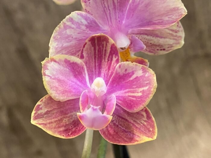 Fragrant Double Spikes Phalaenopsis Diffusion Splash Rare Form (3.5" pot) - Image 3