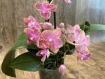 Fragrant Double Spikes Phalaenopsis Diffusion Splash Rare Form (3.5" pot) - Image 6
