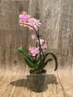 Fragrant Double Spikes Phalaenopsis Diffusion Splash Rare Form (3.5" pot) - Image 9