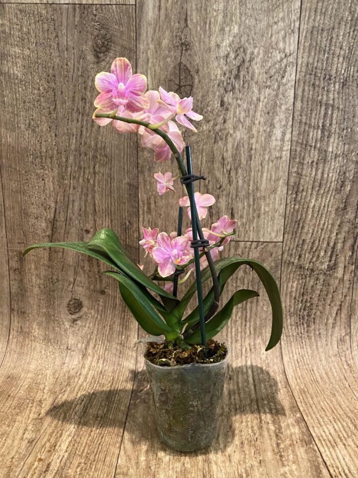 Fragrant Double Spikes Phalaenopsis Diffusion Splash Rare Form (3.5" pot) - Image 9