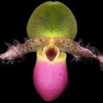 Paph. moquetteanum ('Shen' x 'MH') (3.5” Pot)