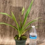 In Spike - Phrag. Rocquier (Eric Young x Nicholle Tower) (4.5" pot)