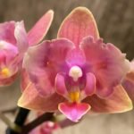 Fragrant Double Spikes Phalaenopsis Diffusion ‘Peloric’ Mottled Leaves (3.5" pot)