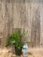 Tall Spike Fragrant - Oncidium Sharry Baby ‘Red Fantasy’ (3.5” Pot) - Image 3