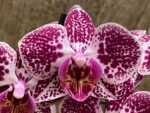 In Spike Phalaenopsis Moth Orchid (3.5” pot)