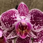In Spike Phalaenopsis Moth Orchid (3.5” pot)