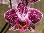 In Spike Phalaenopsis Moth Orchid (3.5” pot) - Image 2