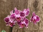 In Spike Phalaenopsis Moth Orchid (3.5” pot) - Image 3