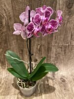 In Spike Phalaenopsis Moth Orchid (3.5” pot) - Image 5
