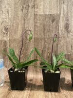 In Spike/Bud - Paph. Duguesclin (3.5" pot) - Image 4