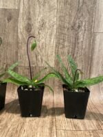 In Spike/Bud - Paph. Duguesclin (3.5" pot) - Image 5