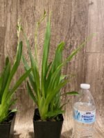 In Spikes Oncidium ( Burr.) Francine Roseglow (3.5” Pot) - Image 7