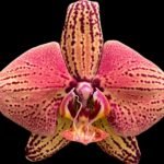 Double Tall Spikes Phalaenopsis Novelty lost tag (4.5" Pot)