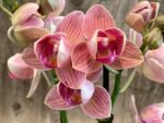 Double Spikes Phalaenopsis Dtps I-Hsin Confetio ‘Peloric’ (3.5" pot) - Image 5