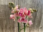 Double Spikes Phalaenopsis Dtps I-Hsin Confetio ‘Peloric’ (3.5" pot) - Image 6