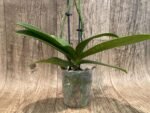Double Spikes Phalaenopsis Dtps I-Hsin Confetio ‘Peloric’ (3.5" pot) - Image 9